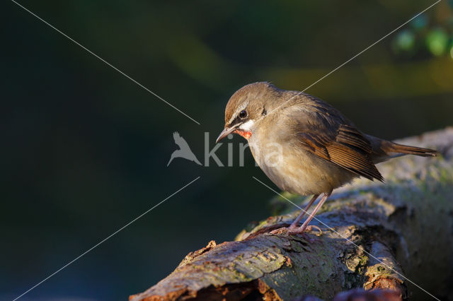 Siberian Rubythroat (Luscinia calliope)
