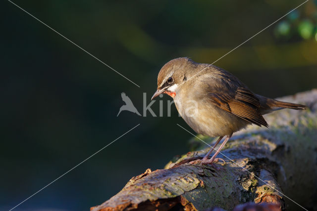 Roodkeelnachtegaal (Luscinia calliope)