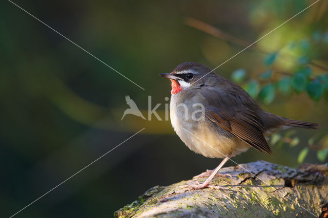 Siberian Rubythroat (Luscinia calliope)