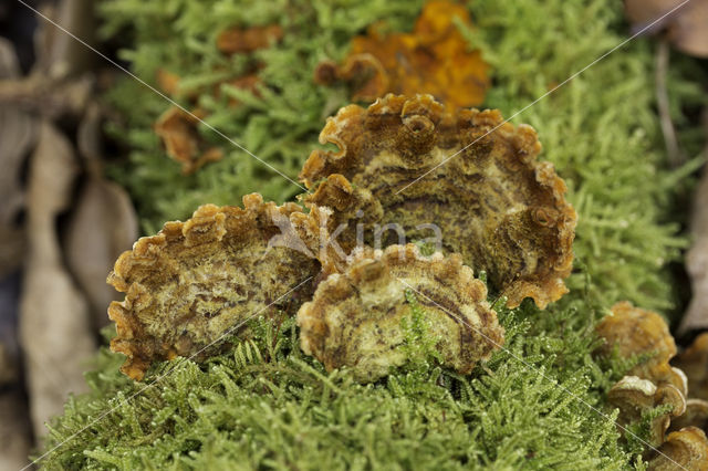 Trametes hirsuta