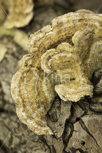 Trametes hirsuta