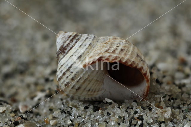 Ruwe alikruik (Littorina saxatilis)