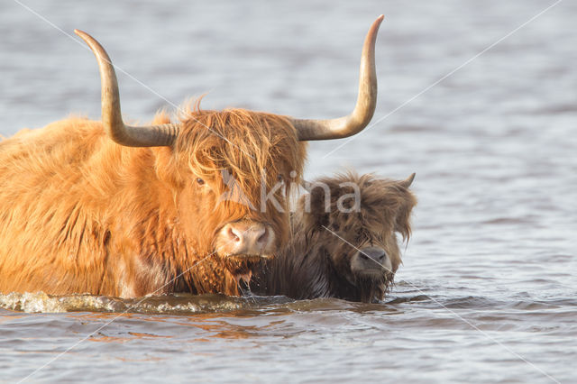 Highland Cow (Bos domesticus)