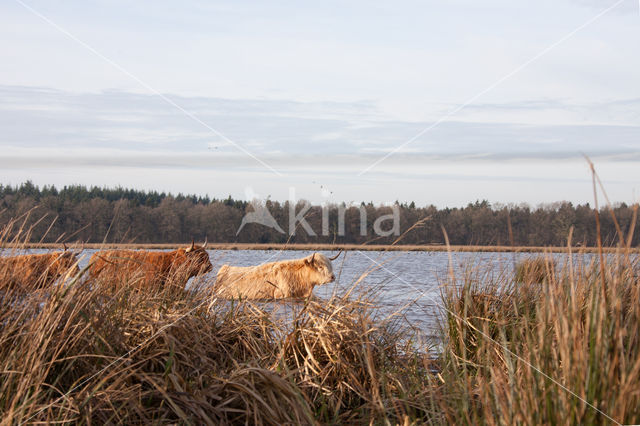 Highland Cow (Bos domesticus)