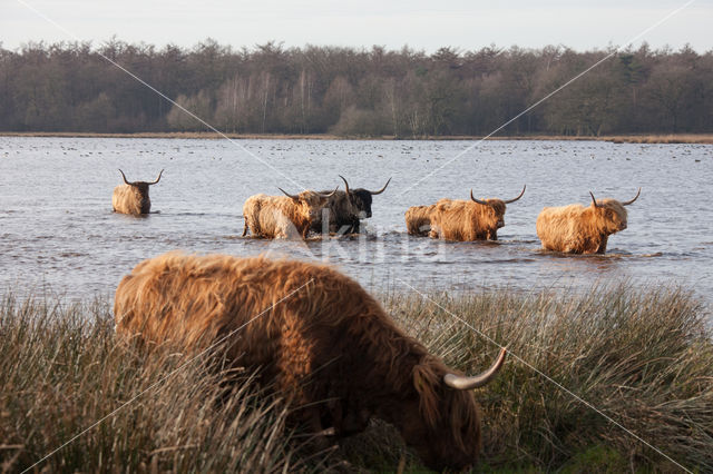 Schotse Hooglander