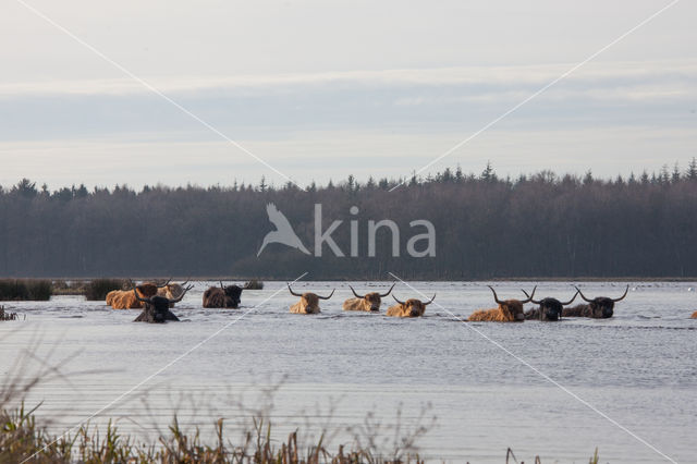 Highland Cow (Bos domesticus)