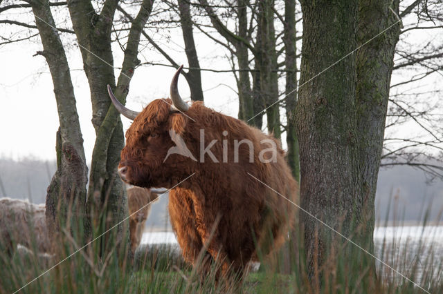 Highland Cow (Bos domesticus)