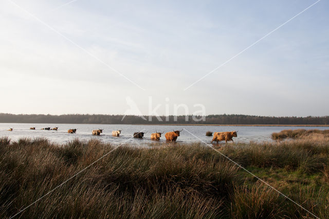 Highland Cow (Bos domesticus)