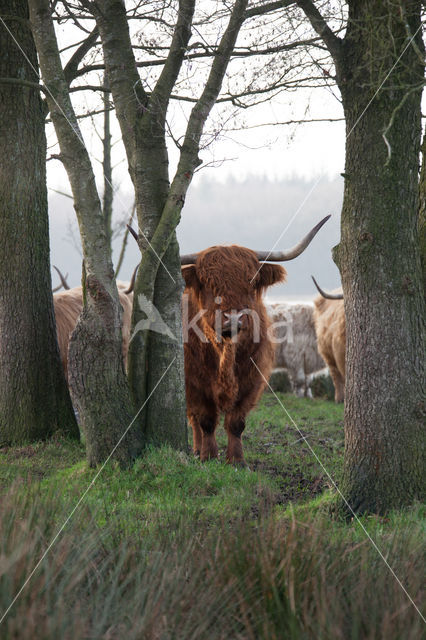 Highland Cow (Bos domesticus)