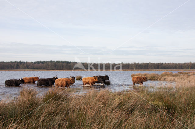 Highland Cow (Bos domesticus)