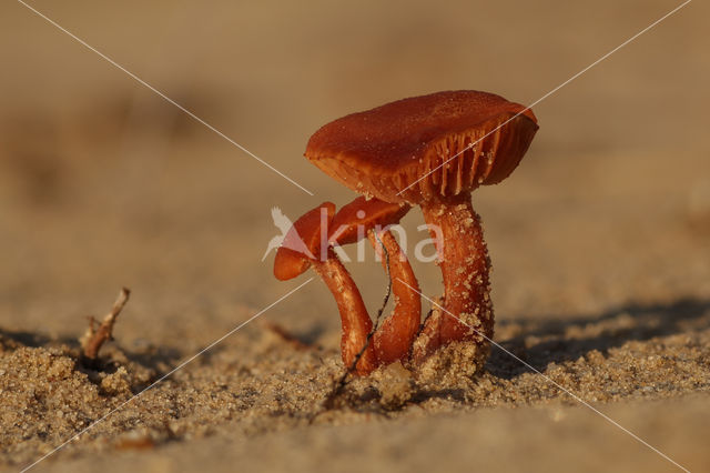 Scurfy Deceiver (Laccaria proxima)