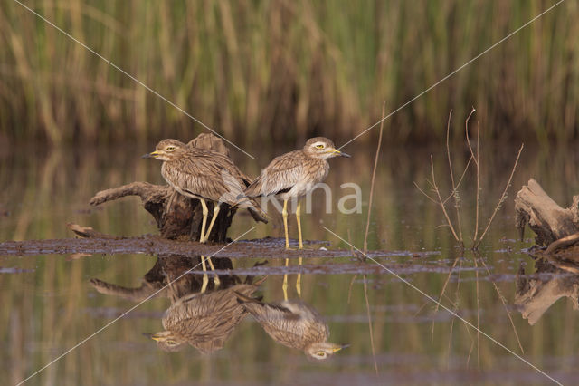 Senegal Thick-knee (Burhinus senegalensis inornatus)