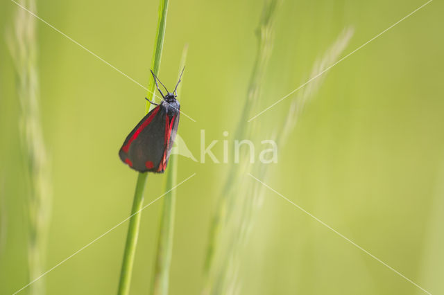 The Cinnabar (Tyria jacobaeae)