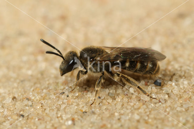 Slanke groefbij (Lasioglossum fulvicorne)