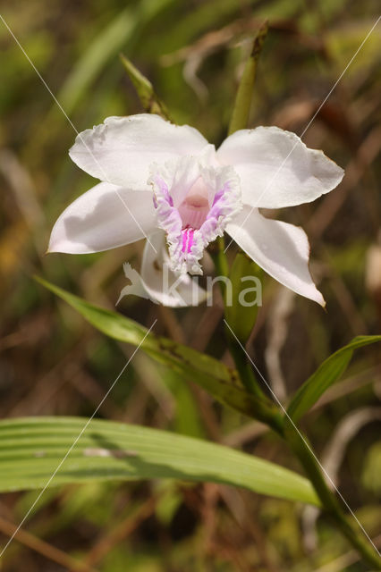 Sobralia rosea