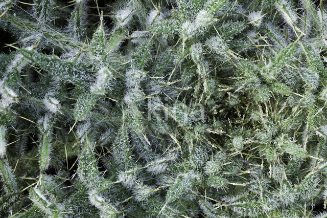 Spear Thistle (Cirsium vulgare)