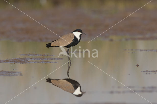 Spur-winged Plover (Vanellus spinosus)