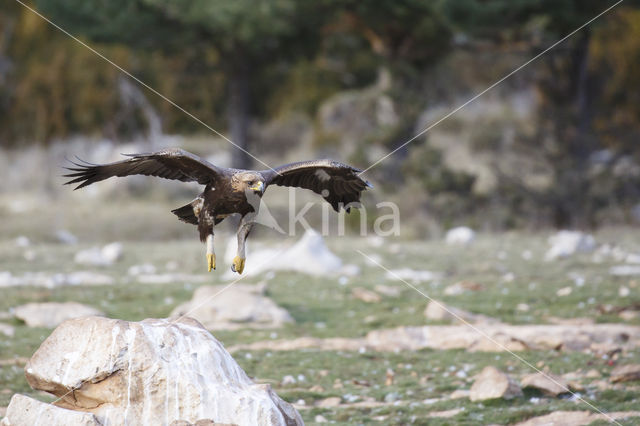 Golden Eagle (Aquila chrysaetos)