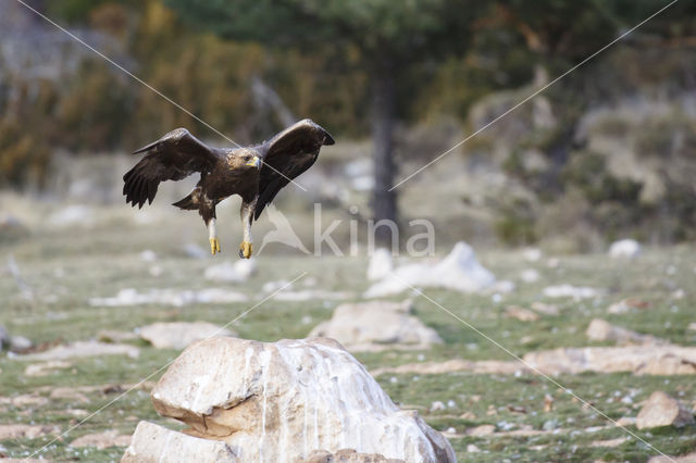 Golden Eagle (Aquila chrysaetos)