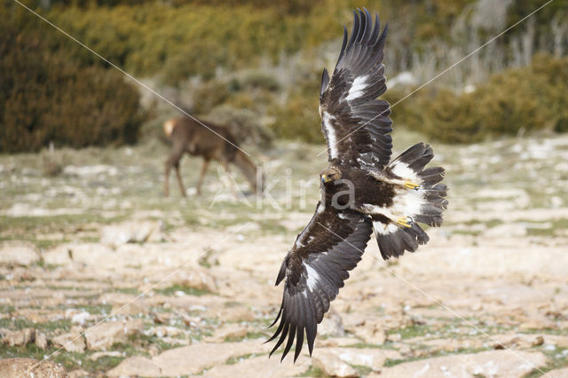 Golden Eagle (Aquila chrysaetos)