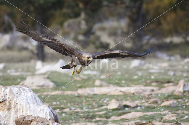 Steenarend (Aquila chrysaetos)