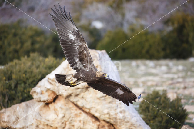 Golden Eagle (Aquila chrysaetos)