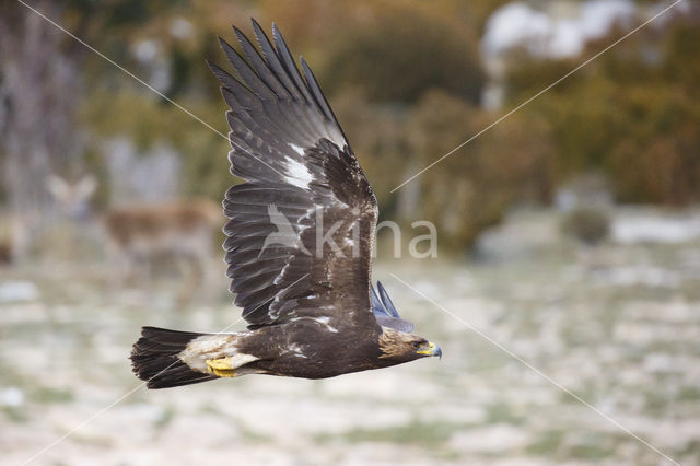 Golden Eagle (Aquila chrysaetos)