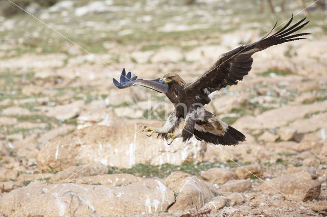 Golden Eagle (Aquila chrysaetos)