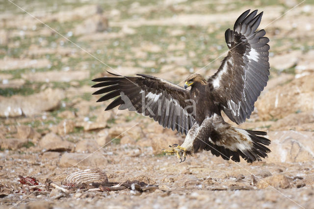 Steenarend (Aquila chrysaetos)