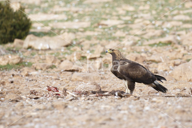 Steenarend (Aquila chrysaetos)