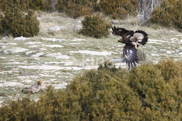 Steenarend (Aquila chrysaetos)