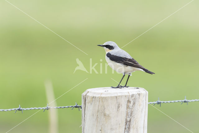 Northern Wheatear (Oenanthe oenanthe)