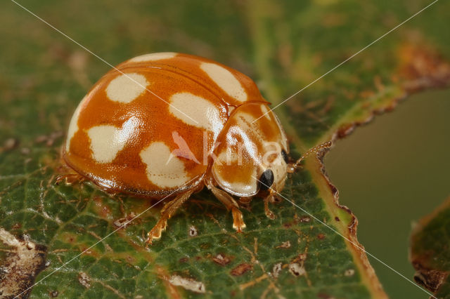 10 spot Ladybird