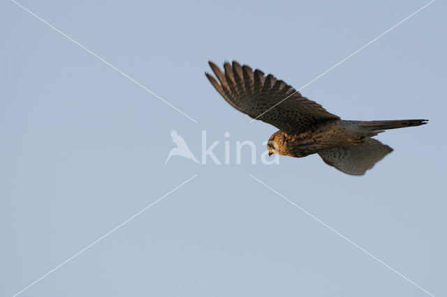 Common Kestrel (Falco tinnunculus)