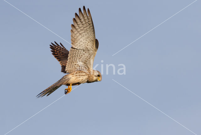 Common Kestrel (Falco tinnunculus)