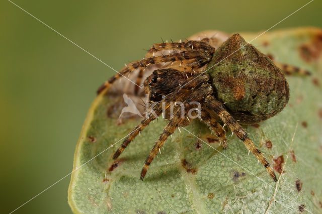 Veelknobbelspin (Gibbaranea gibbosa)