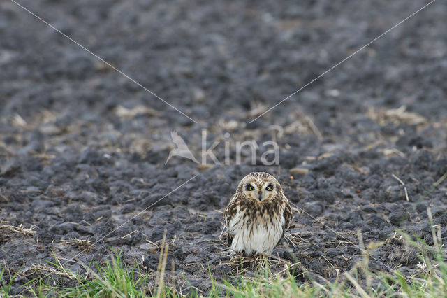 Velduil (Asio flammeus)