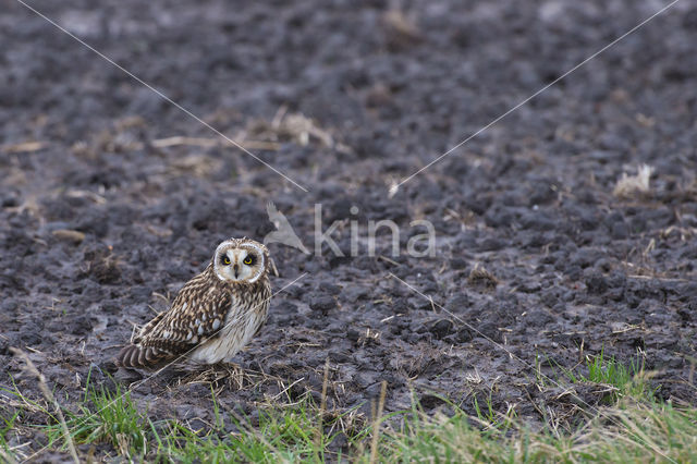 Short-eared Owl (Asio flammeus)