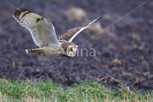 Short-eared Owl (Asio flammeus)