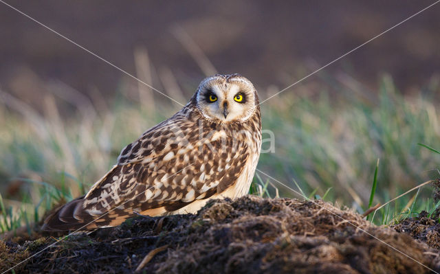 Short-eared Owl (Asio flammeus)