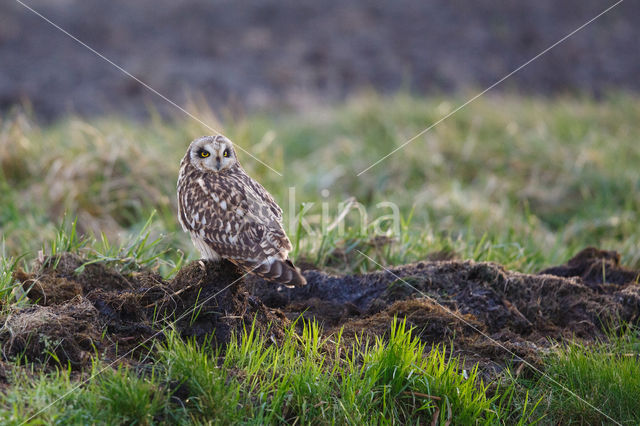 Short-eared Owl (Asio flammeus)