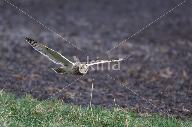 Short-eared Owl (Asio flammeus)