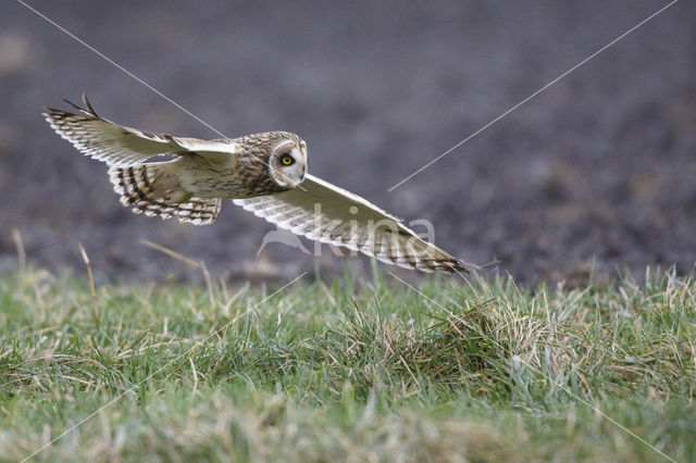 Short-eared Owl (Asio flammeus)