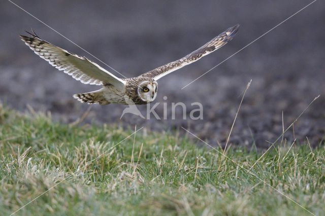 Short-eared Owl (Asio flammeus)