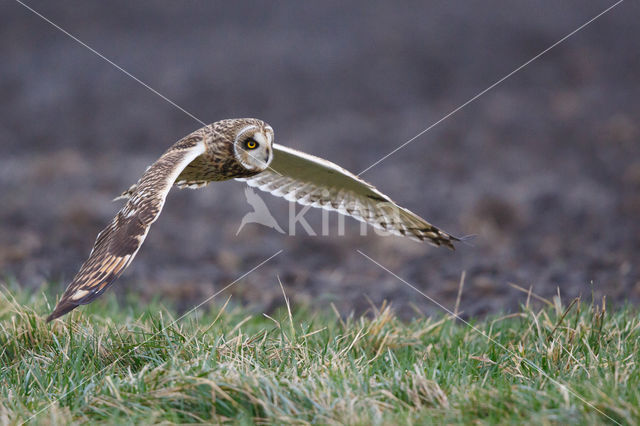 Short-eared Owl (Asio flammeus)