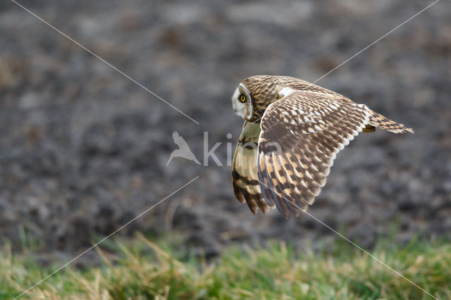 Short-eared Owl (Asio flammeus)