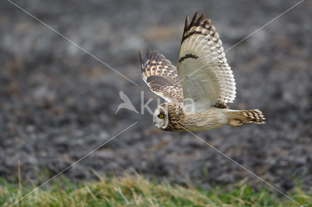 Short-eared Owl (Asio flammeus)