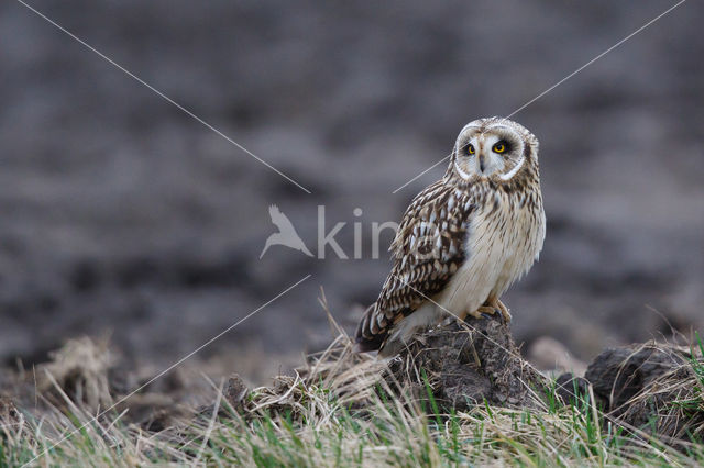 Short-eared Owl (Asio flammeus)