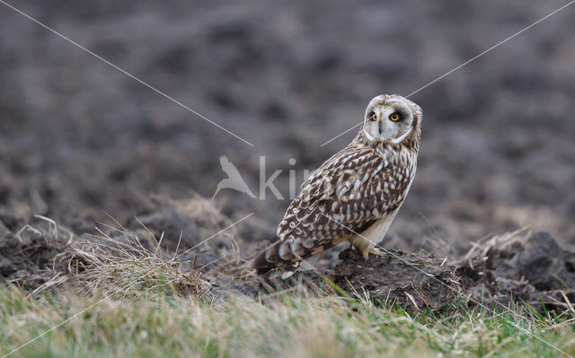 Short-eared Owl (Asio flammeus)