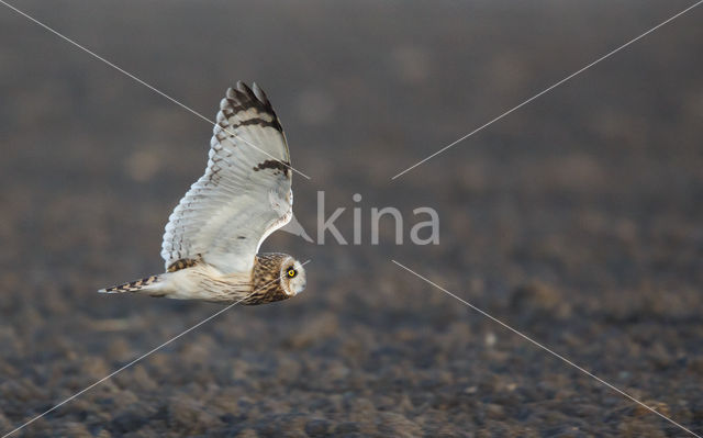 Short-eared Owl (Asio flammeus)